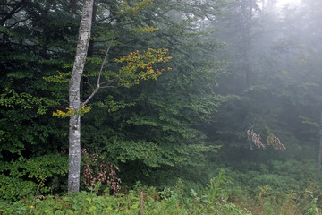 Forest fog green trees