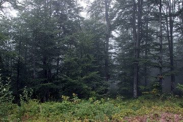 Obraz premium Forest fog green trees