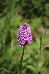 Orchidée