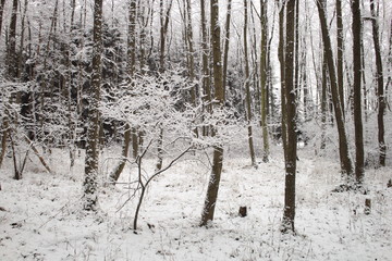 Snowy tree in young wood