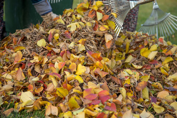 autumn, fallen leaves