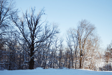 winter landscape with snow trees and blue sky