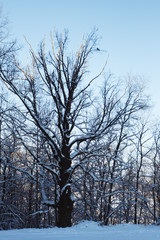 snow tree in winter