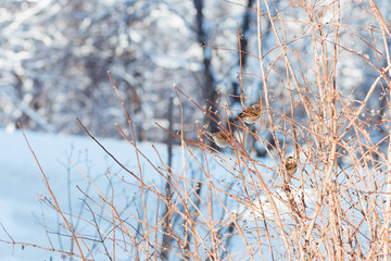 branch of a tree in winter with birds