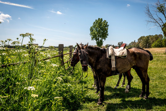 Caballos en el parque de do&ntilde;ana en el roc&iacute;o verdes praderas con vayas y cielo azul