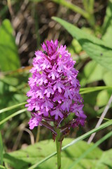 Orchidée