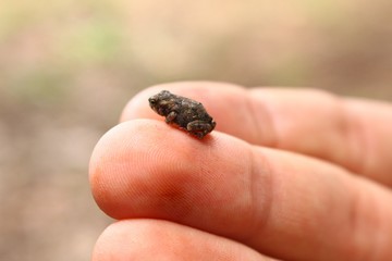 Frog hands 