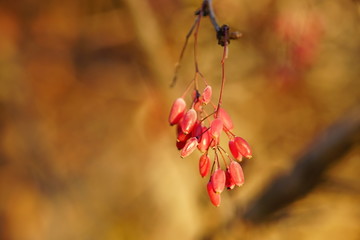 barberry bush on an autumn afternoon at sunset, macro berries