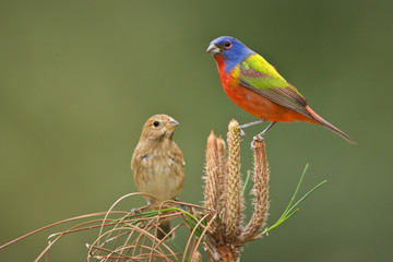 Painted Bunting
