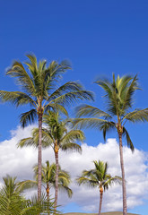 Obraz na płótnie Canvas Palm trees over blue sky