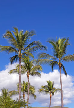 Palm trees over blue sky © gdvcom