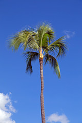 Fototapeta na wymiar Palm trees over blue sky