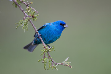 Indigo Bunting male taken in SW Florida in the wild