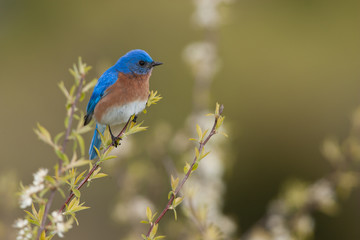 Eastern Bluebird male taken in southern MN in the wild