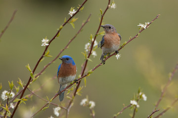 Eastern Bluebird male and female taken in southern MN in the wild