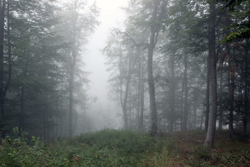 Obraz premium Forest fog green trees