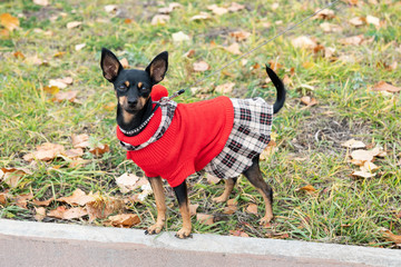 A little dog in a Scottish skirt. Copy space.