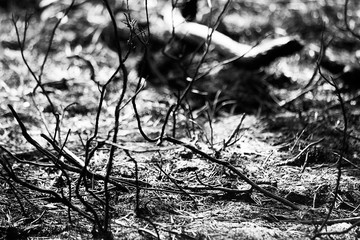 Monochrome gloomy background of burnt forest plants