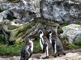 Shot of a group of penguins