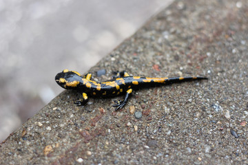 Fire salamander on asphalt roadside