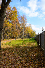 Fototapeta na wymiar landscape autumn Park, path in fallen yellow leaves, sunlight. blue sky. fence with lanterns