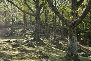 Beautiful chestnut woods in the Amiata Mountain, Tuscany, Italy, in autumn during the chestnuts harvest with vivid autumn colors