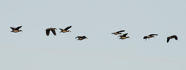 Dendrocygne veuf,.Dendrocygna viduata, White faced Whistling Duck