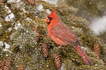 Northern Cardinal in snow taken in southern MN in the wild