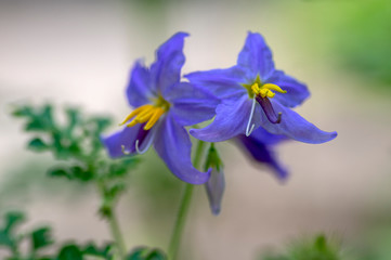 Solanum citrullifolium, nightshade flowers in bloom, blue violet flowering ornamental plant