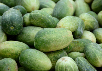 Cucumber