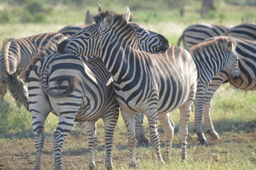 Fototapeta na wymiar Cuddling zebras in African Savannah