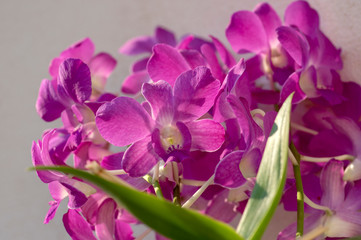 Dendrobium orchid purple flowers in bloom, beautiful amazing flowering plant with big bunch of flowers