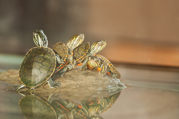 Painted Turtle taken in southern MN in the wild