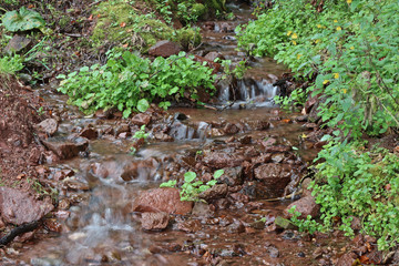 Obraz premium Mountain spring forest woods old mountain stara planina sopur serbia