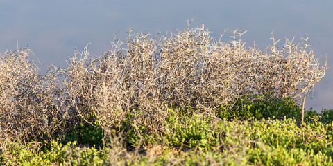 Camel thorn in a field in spring