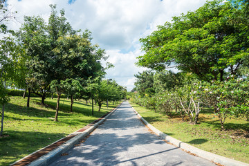 Walkway in beautiful tropical garden landscape in nature city park in summer season sunny day with blue sky white clouds. Green nature environmental concept.