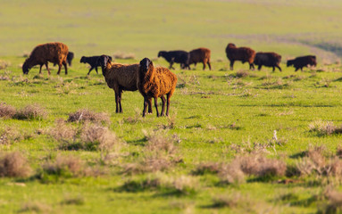 Fototapeta na wymiar A flock of sheep graze in a field in spring