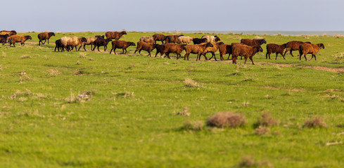 A flock of sheep graze in a field in spring