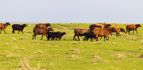 A flock of sheep graze in a field in spring