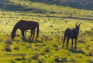 Horses graze in the steppe of Kazakhstan in spring