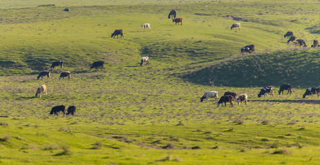Fototapeta na wymiar Horses graze in the steppe of Kazakhstan in spring