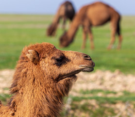Camels graze in a field in spring