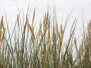 reed on a dune
