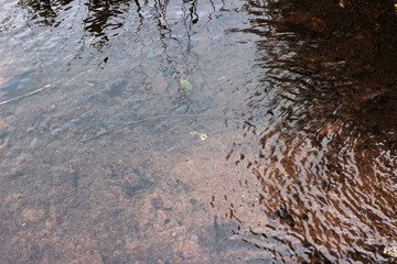 Water surface mountain spring forest woods stara planina sopur serbia