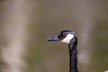 Portrait of canadian goose