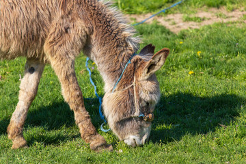 Naklejka na ściany i meble Donkey grazes on green grass in the steppe