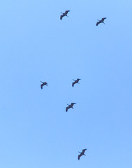 A flock of migratory birds against a blue sky