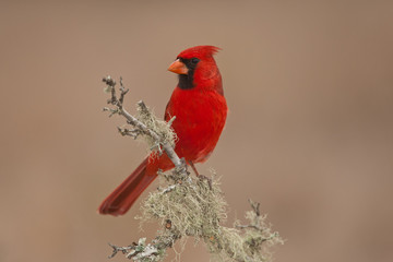 Northern Cardinal taken in southern MN in the wild