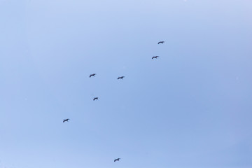 A flock of migratory birds against a blue sky