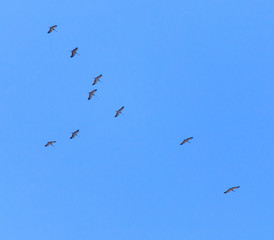 A flock of migratory birds against a blue sky